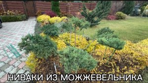 Продолжаю формировать НИВАКИ из можжевельника виргинского «Grey Owl» (Грей Оул) в зазаборье