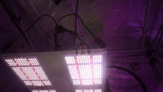 My New 480w Quantum Board смотреть онлайн