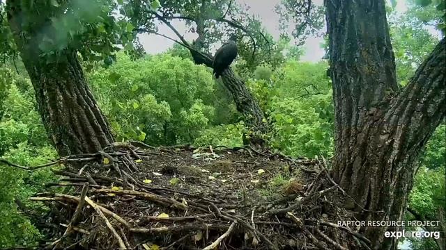 Decorah Eagles- The Chase For Fish- D36 & Mom смотреть онлайн