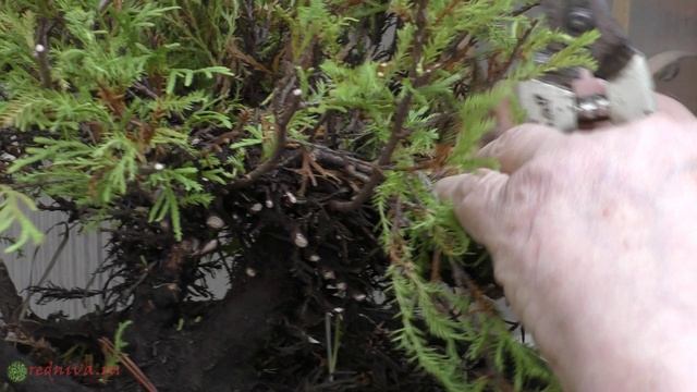 Формируем бонсай из туи рейнголд.