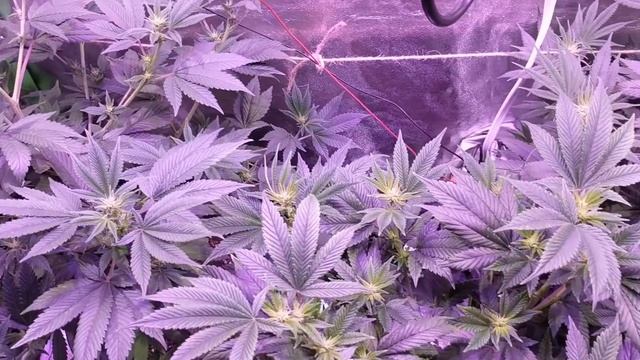 Flowering Day 13 in a 4'x2' tent w/ COB LEDs смотреть онлайн