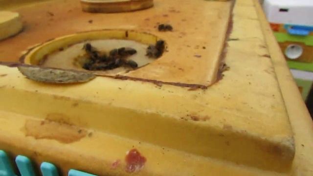 пчеловодство на ячейке 4,9 мм - часть 60, улей Кука, пчел не осматриваю, живут как хотят 22.04.2024 смотреть онлайн