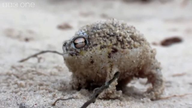 A very angry Sokol. смотреть онлайн