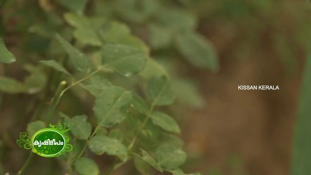 Rose garden of Kumily смотреть онлайн