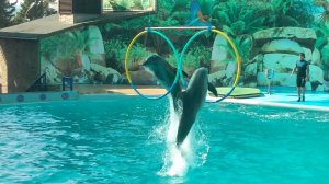 Дельфинарий. Адлер. Видео канала "Мой Петербург".