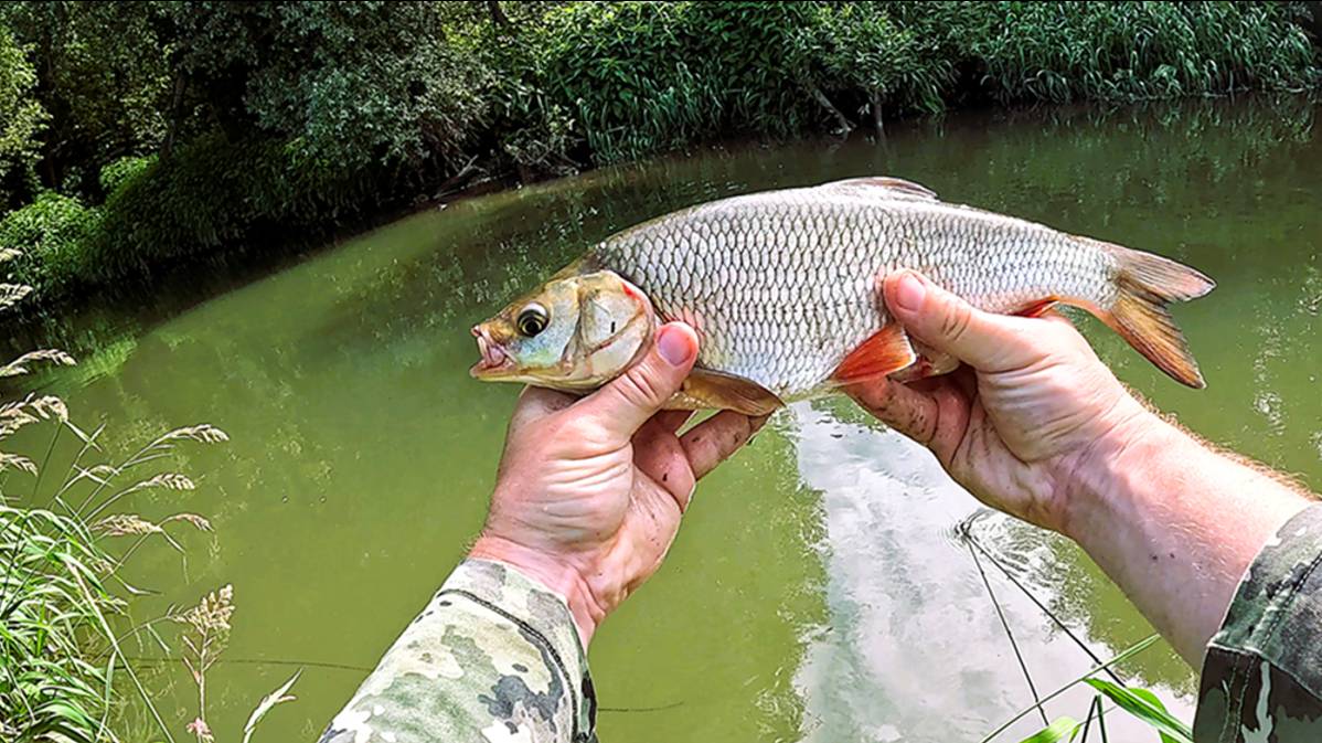 Ловля ЯЗЯ на спиннинг. Утренний ультралайт! смотреть онлайн