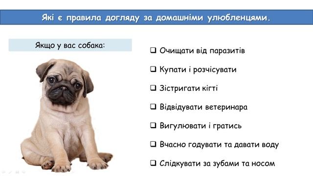 Як доглядати за домашніми тваринами // Пізнаємо природу 5 клас НУШ смотреть онлайн