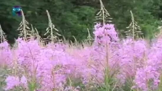 Иван-чай смотреть онлайн