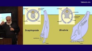 Малахов В.В. -Зоология беспозвоночных - 13. Тип Моллюски (Mollusca): различные классы