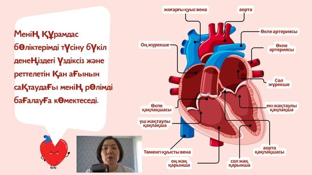 10_класс_Жүректің өткізгіш жүйесі#ҰБТбиология#Cardiac conduction system смотреть онлайн