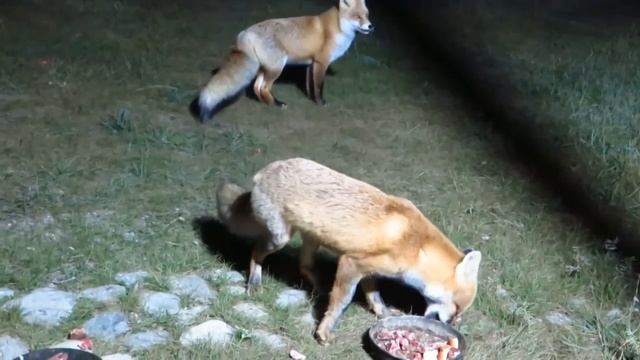 Байкал. Лисы Рада и Озор, а так же новые питомцы А.М. Конькова. смотреть онлайн