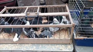 Ярмарка-выставка голубей, 09.11.2024, г Шахтёрск