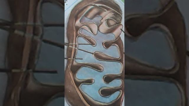 mitochondria of cell under microscope. смотреть онлайн