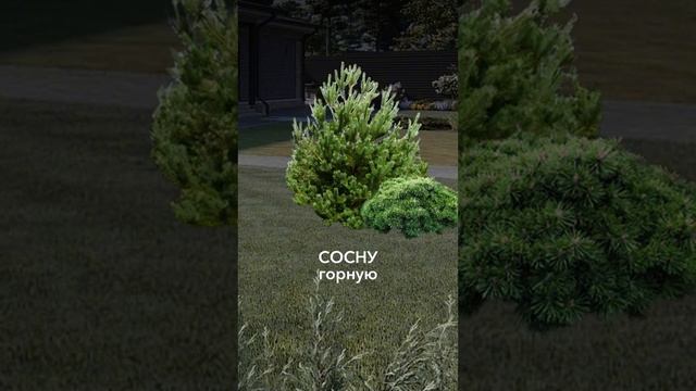 ХВОЙНЫЕ РАСТЕНИЯ для вашего участка смотреть онлайн