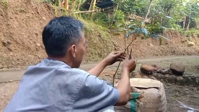 DURIAN KAKI GANDA SUPAYA PERTUMBUHAN NYA CEPAT смотреть онлайн