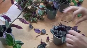 Обрезаю традесканции. Готовлю растения к зимовке.