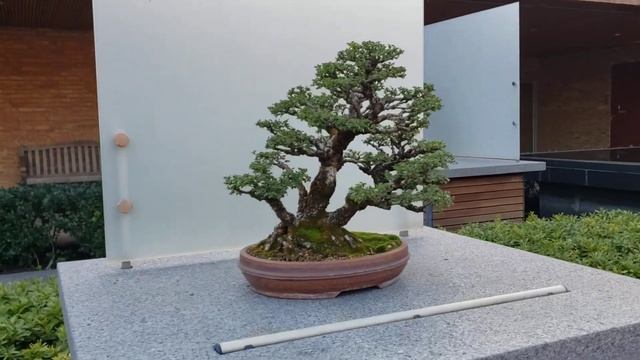 David Elm Forest Style Bonsai Tree, Chicago Botanic Garden Bonsai Collection, October 2023 #bonsai смотреть онлайн