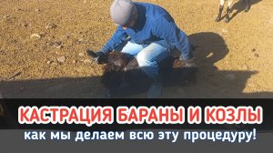 КАСТРАЦИЯ! Ягнята козлята а также козлы и бараны.