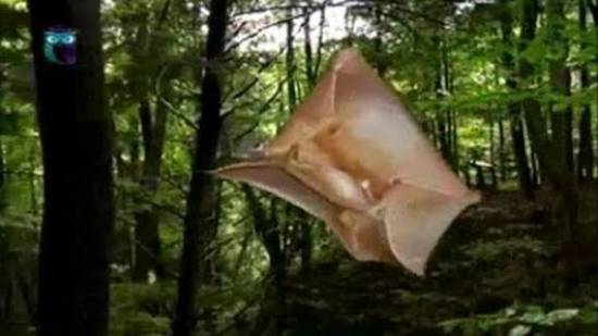 Кагуан смотреть онлайн