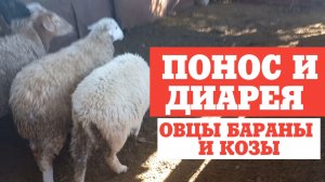 Что делать? ПОНОС У ОВЕЦ КОЗ БАРАНОВ ЯГНЯТ КОЗЛЯТ. ДИАРЕЯ