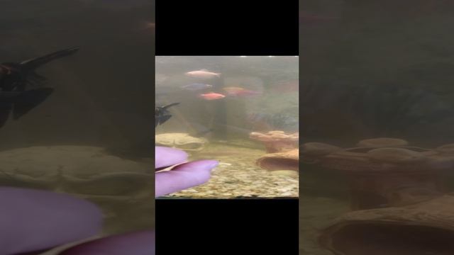 последний день карантина у рыбок