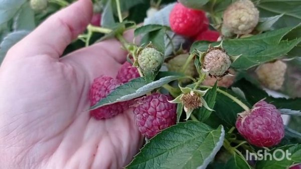 НОВИНКА! Малина сорт КЛАРИТА! #кларита