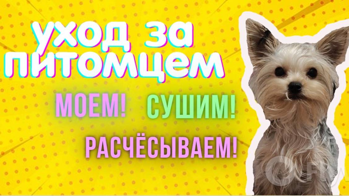 Уход за питомцем/ Йоркширский терьер/Care of pet/ Yorkshire Terrier