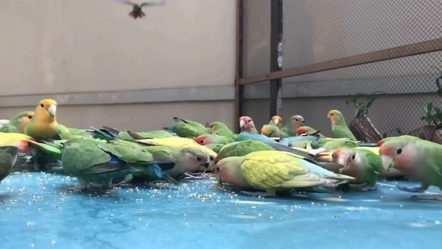 Попугаи неразлучники.