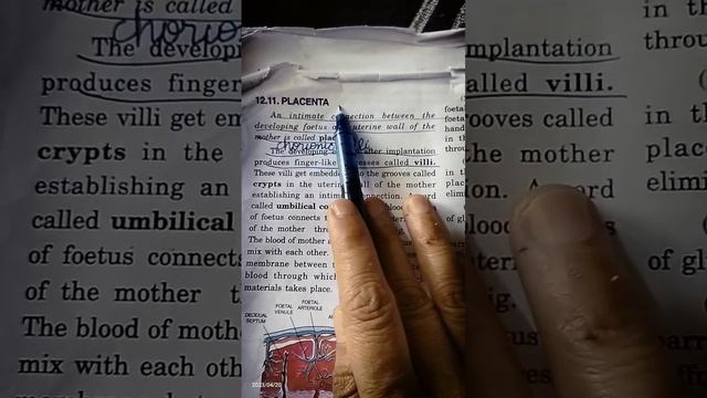 12.11 implantation and pregnancy|class 10| biology | placenta @knowledgehub5212 смотреть онлайн