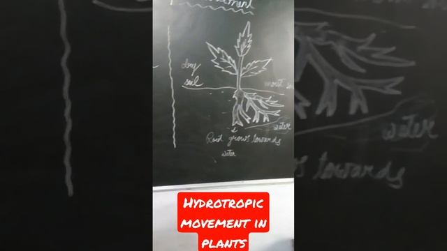 Hydrotropic movement in plants смотреть онлайн