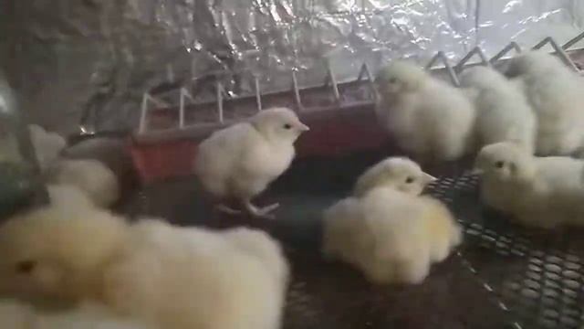 Завершающий этап инкубирования смотреть онлайн