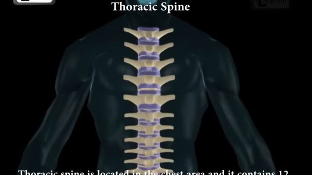 Spine Or Vertebral Column | Spine Bones Joints | Human Spine Anatomy 3D Animation | Elearnin