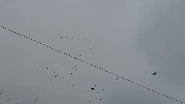 Первомайске Иван гонит птицу 13 12 2022 г смотреть онлайн