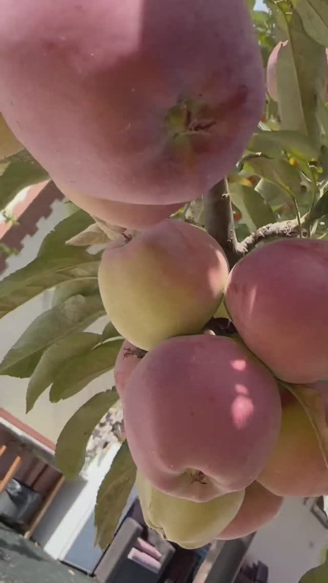 Яблоня Джонатан