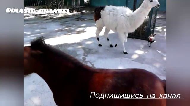 Зоопарк Тайган Крым 2013г. смотреть онлайн