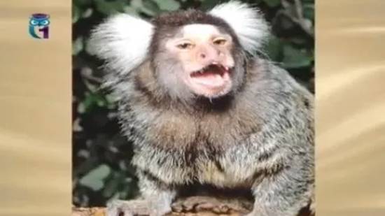 Игрунки (Мармозетки) смотреть онлайн