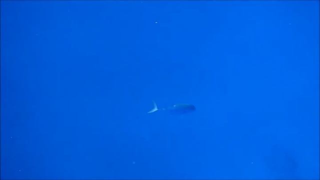 Red sea, Kilo 10, El Quseir смотреть онлайн