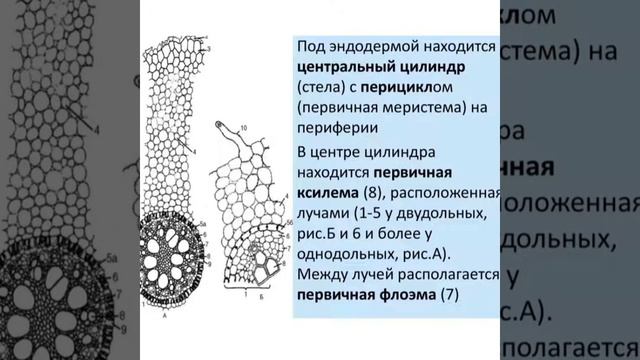 7 класс биология. Строение корня. Мамаев Э. 7И. смотреть онлайн