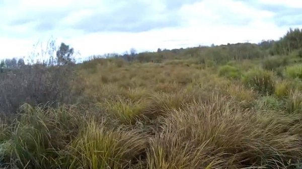 Манок Mankoff 1232. Ходовая охота на утку