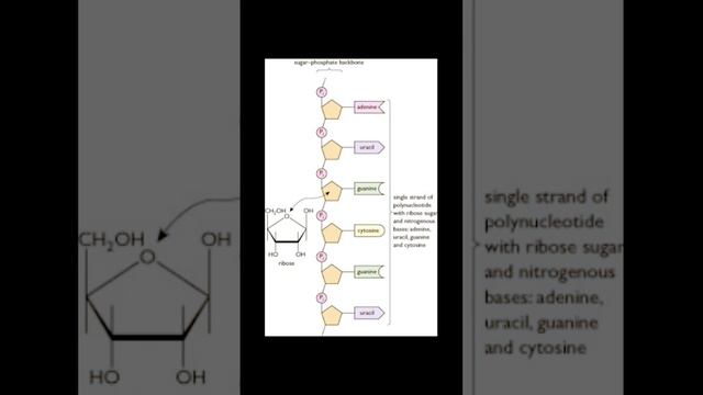 Structure Of RNA смотреть онлайн