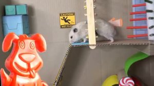 Хомяк убегает от Хаги Ваги вместе с желейным пёсиком Стасиком через лабиринт. Веселые приключения.