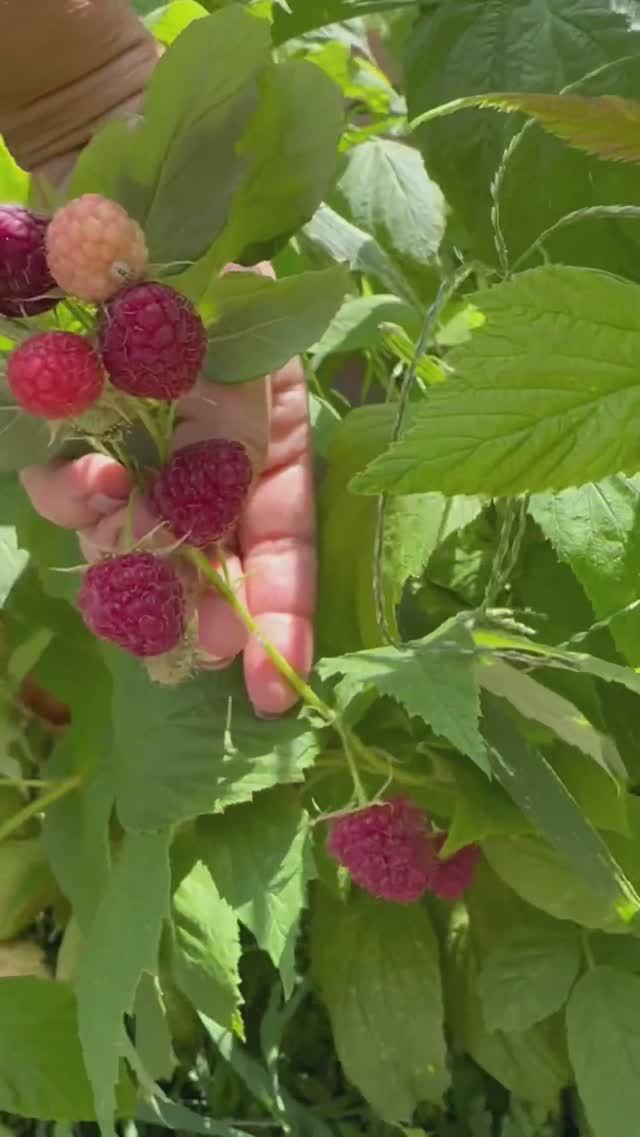 Собираю малинуВкусная малина!