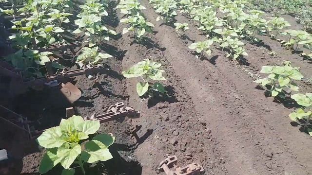 Окучивание подсолнечника мтз 892 смотреть онлайн