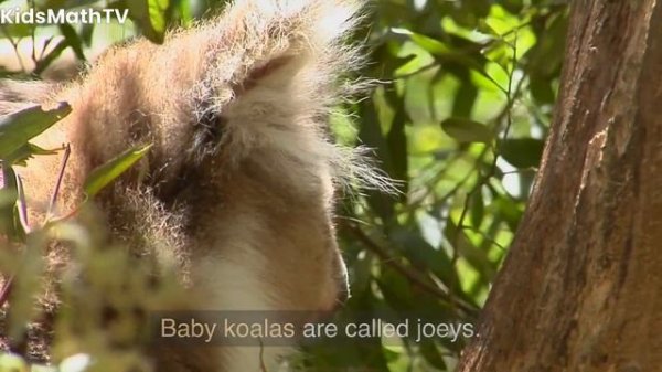 Koalas | Discovering Koalas: Fun Facts and Cute Photos for Kids | Where Koala are Found