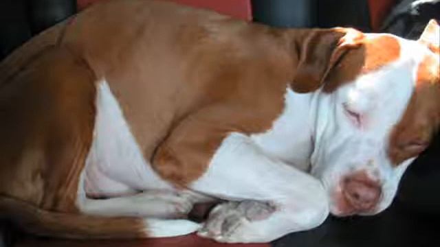 DUDE LOOKS LIKE A LADY (DOG LOOKS LIKE A FAD) смотреть онлайн