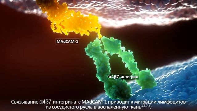 Ведолизумаб смотреть онлайн