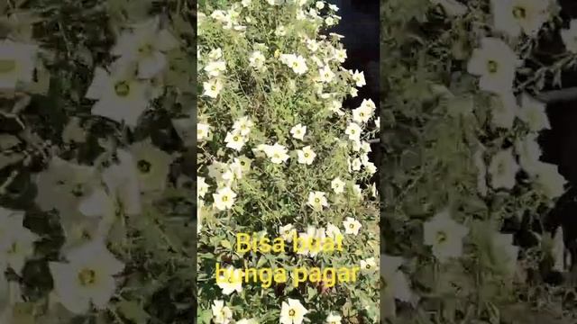 Bunga Yolanda atau bunga pukul 8#yolanda#bungapukuldelapan#flowers#yolandaflowers смотреть онлайн