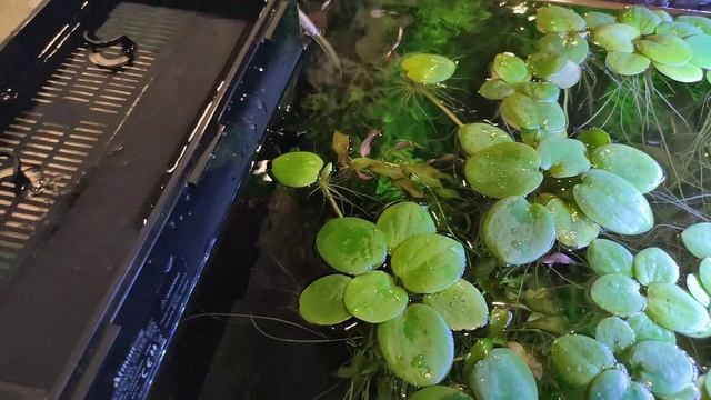 Обслуживание аквариума плюс крутой наполнитель для фильтра Purigen Rus 04.11.2004 смотреть онлайн