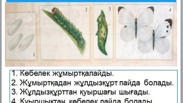 Жаратылыстану Бунақденелілер смотреть онлайн