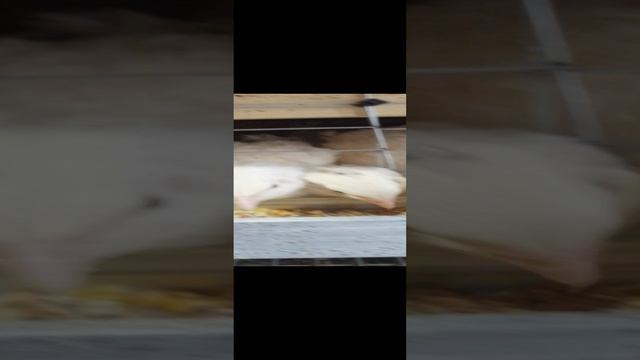 Перепелиная ферма на 700 голов